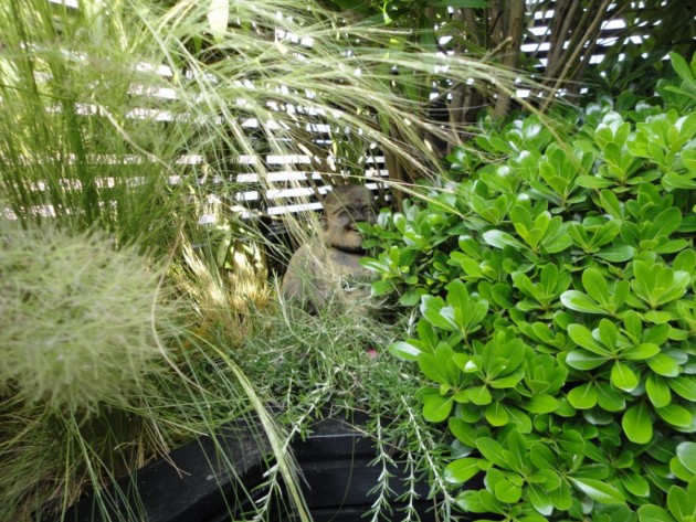 Plantes en Terrasse