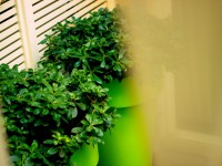 Terrasse aménagée avec de gros pots de couleur verte