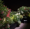Terrasse avec hortensias blancs et lauriers roses et blanc