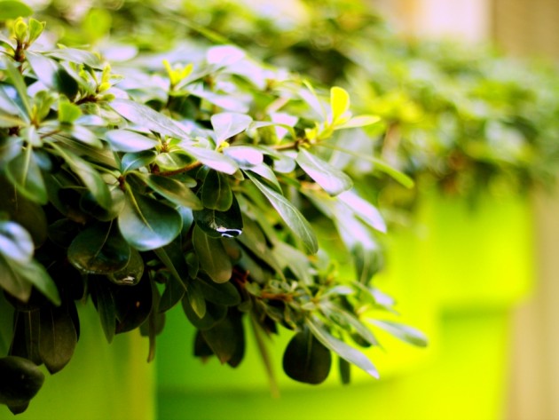 Vue sur les pots de couleur verte