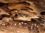 La déclaration en mairie de la présence de termites dans un immeuble