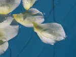 Faire devenir sa piscine écolo