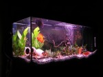 Installer un aquarium