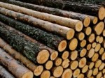 10 bonnes raisons de se mettre au bois
