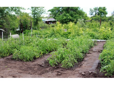 Comment bien aménager son potager ?