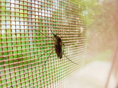 Equiper son logement d’une moustiquaire pour fenêtre pour un été tranquille