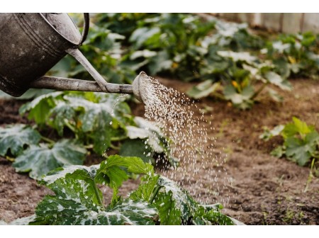 Préserver son jardin de l’installation des rongeurs : Comment les détecter ?