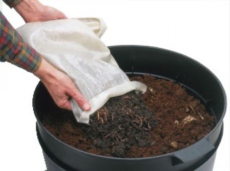 Vers de compost : Les meilleures espèces pour lombricomposter