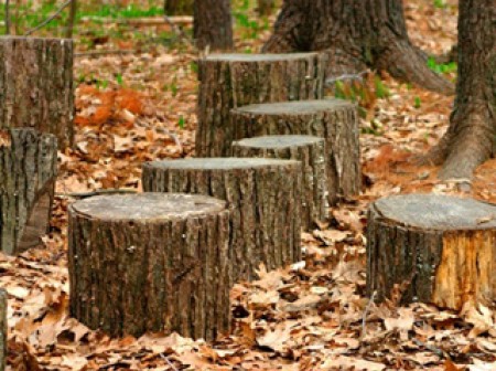 La demande d'autorisation de coupe ou d'abattage d'arbres