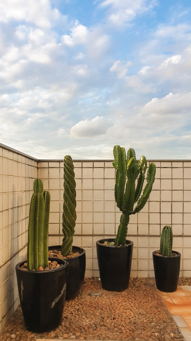 plantes en pot balcon 